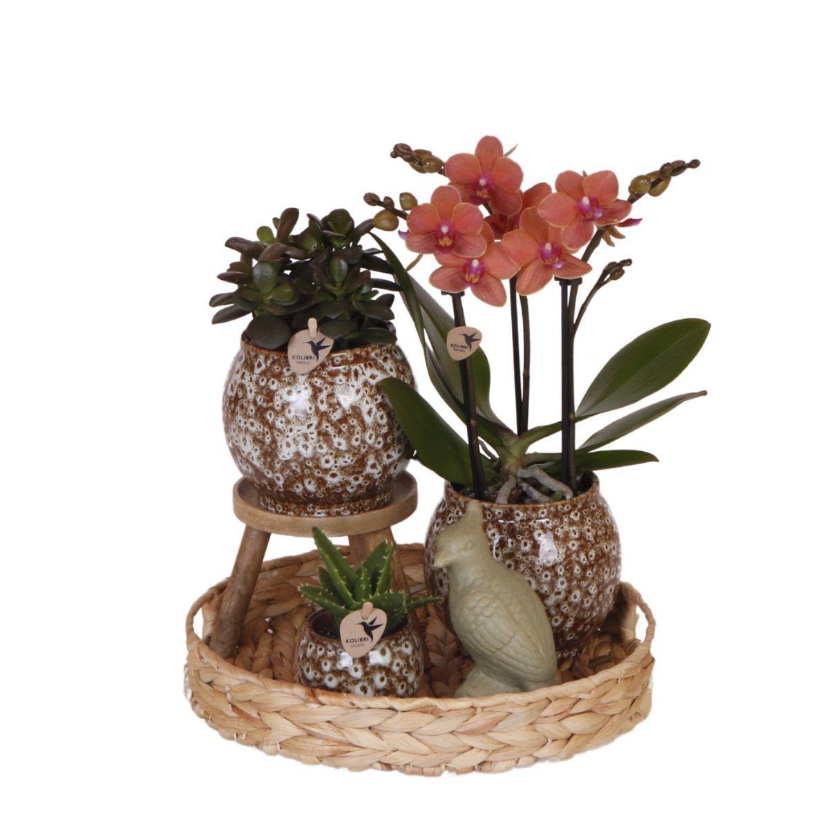 Everspring Oranje phalaenopsis orchidee - mineral bolzano - potmaat ø9cm | bloeiende kamerplant - vers van de kweker kolibri company | gift set untamed nature | plan
