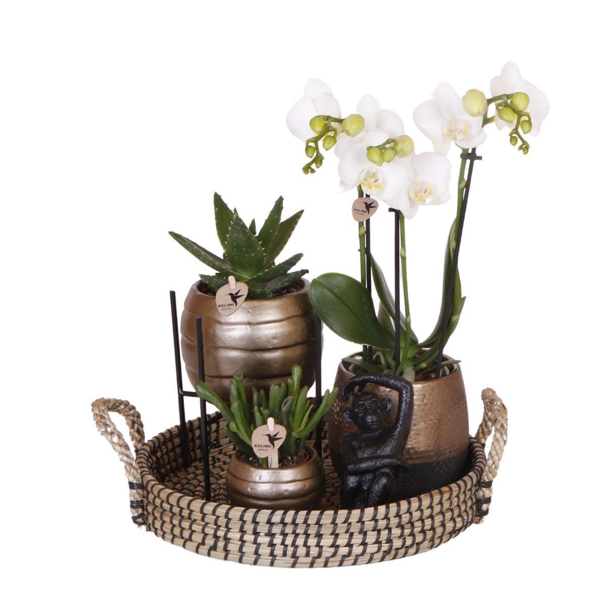 Everspring Kolibri orchids | witte phalaenopsis orchidee - amabilis - potmaat ø9cm | bloeiende kamerplant - vers van de kweker kolibri company | gift set home hub &V