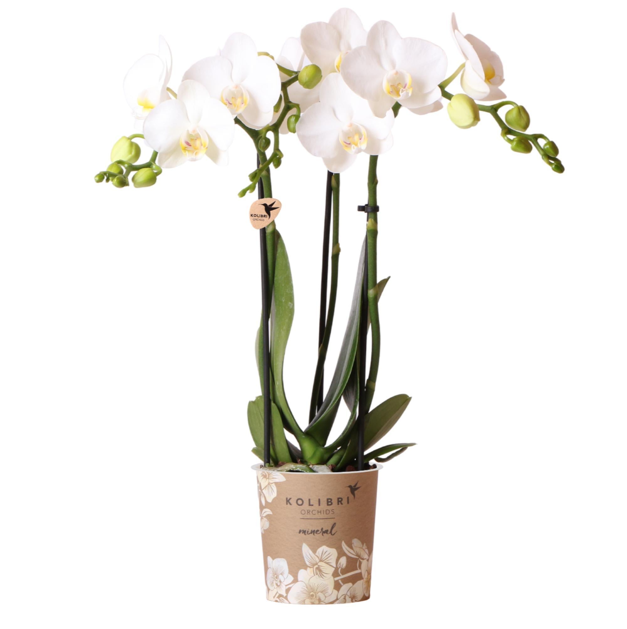 Everspring Witte phalaenopsis orchidee - amabilis - potmaat ø9cm - 35cm hoog | bloeiende kamerplant - vers van de kweker