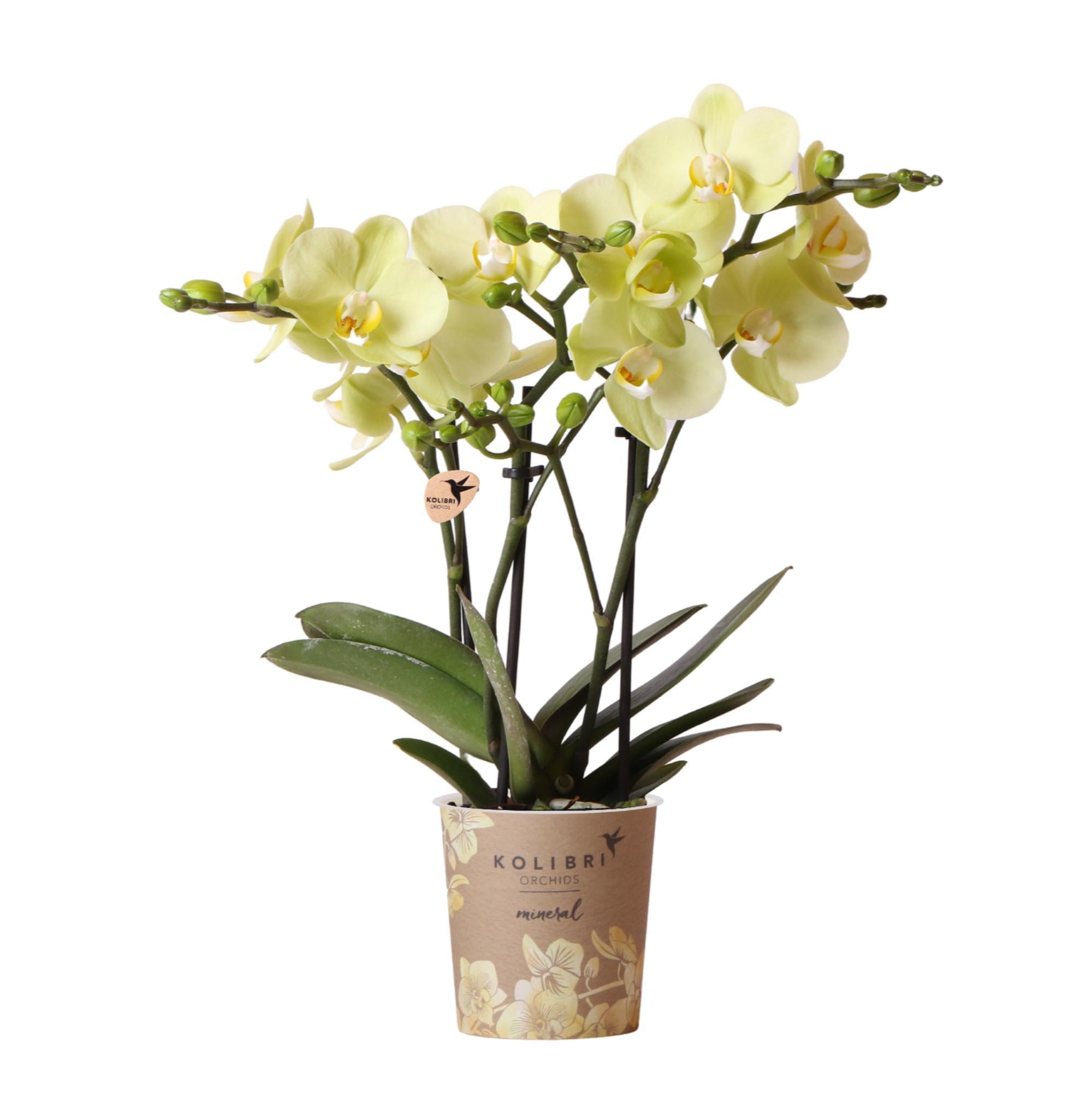 Everspring Gele phalaenopsis orchidee - mexico - potmaat ø9cm | bloeiende kamerplant - vers van de kweker