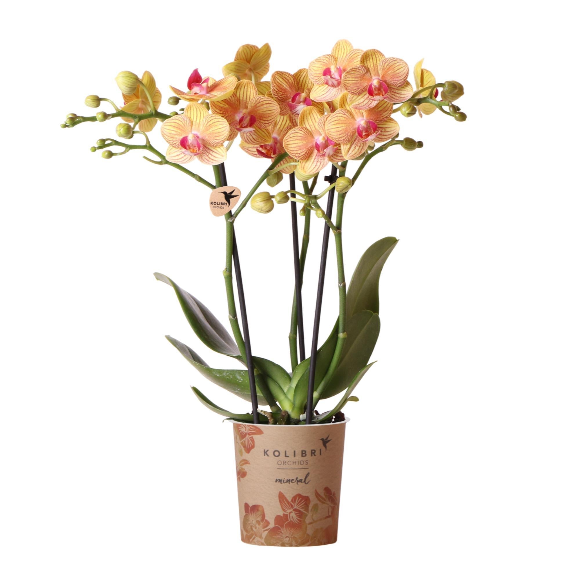 Everspring Oranje phalaenopsis orchidee -ø9cm ↑↓f35cm | bloeiende kamerplant - vers van de kweker