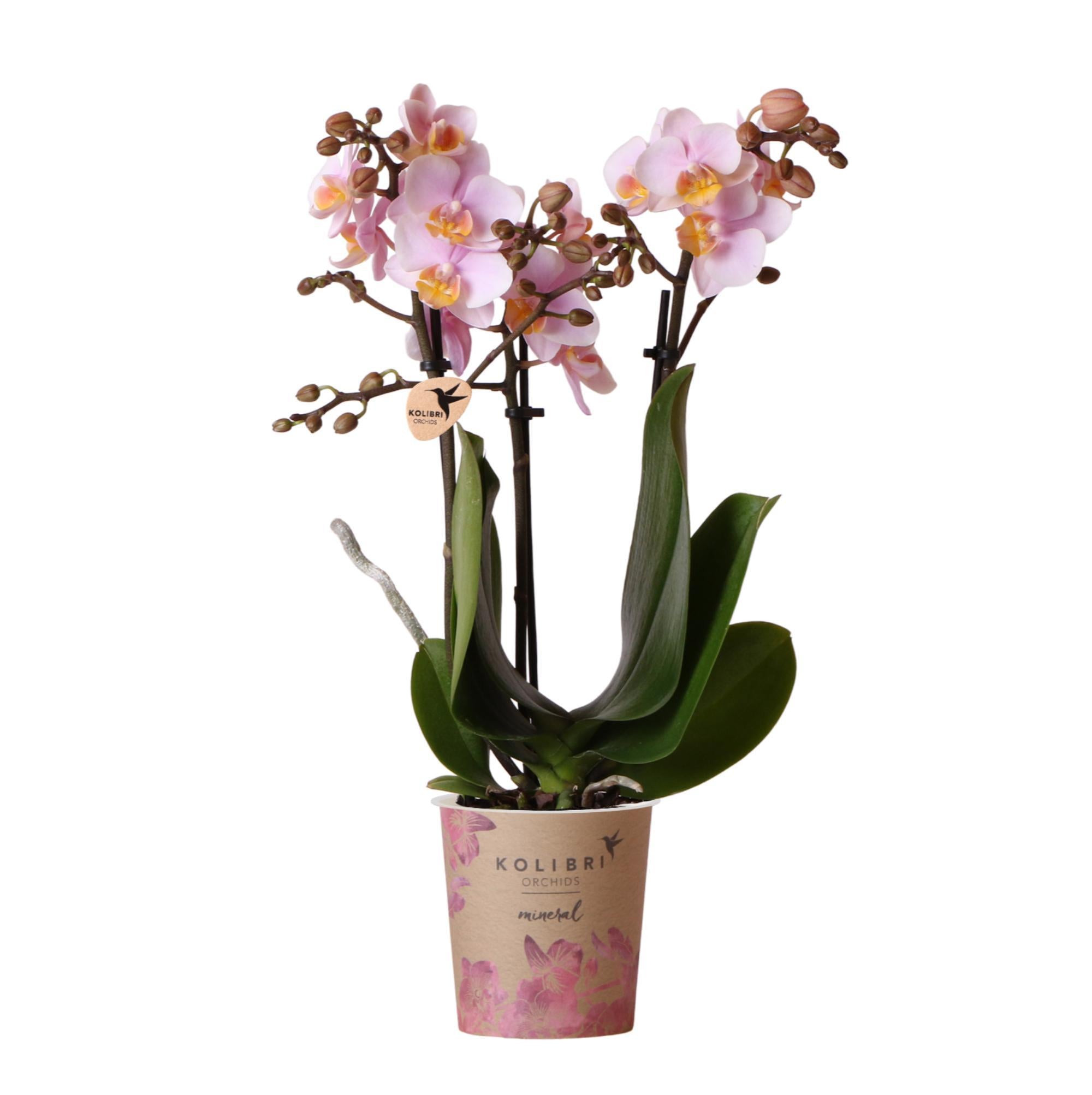 Everspring Roze phalaenopsis orchidee - andorra - potmaat ø9cm | bloeiende kamerplant - vers van de kweker
