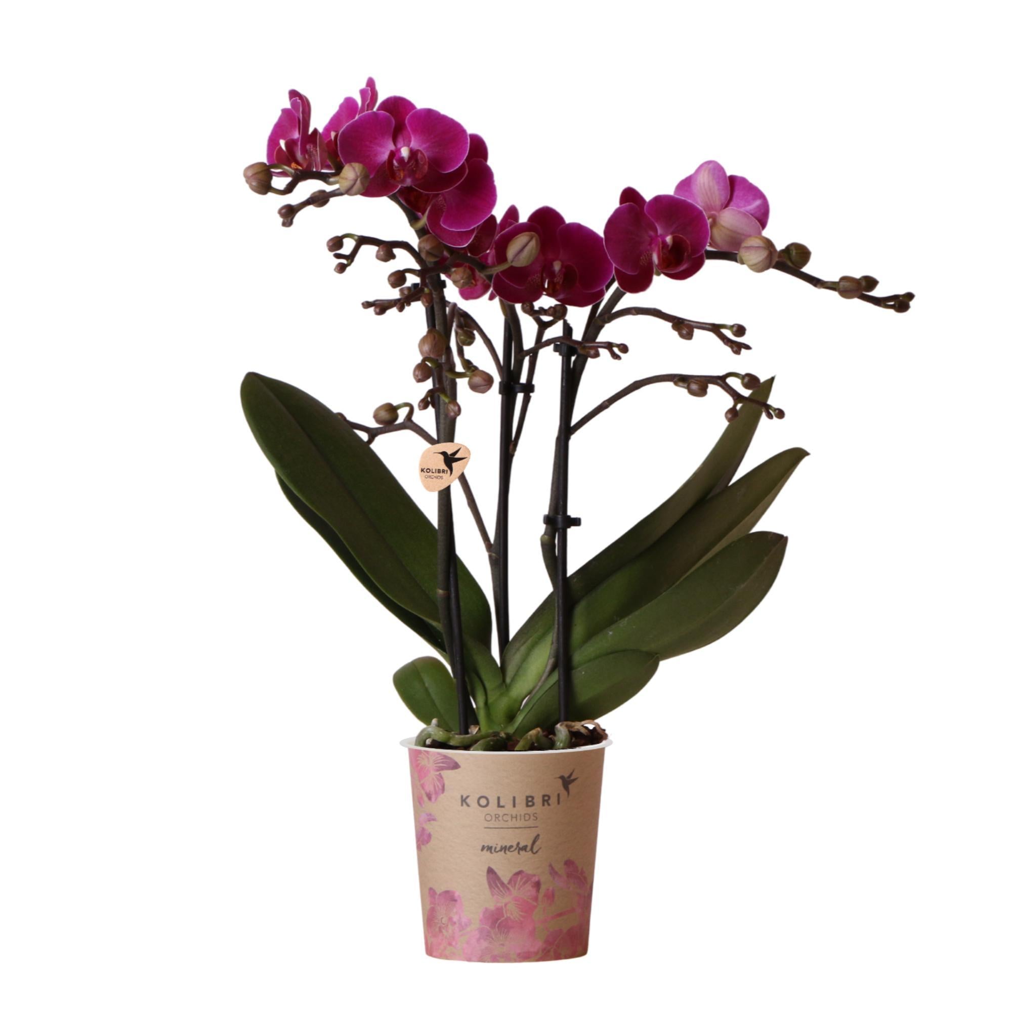 Everspring Kolibri orchids | paarse phalaenopsis orchidee - morelia - potmaat ø9cm | bloeiende kamerplant - vers van de kweker