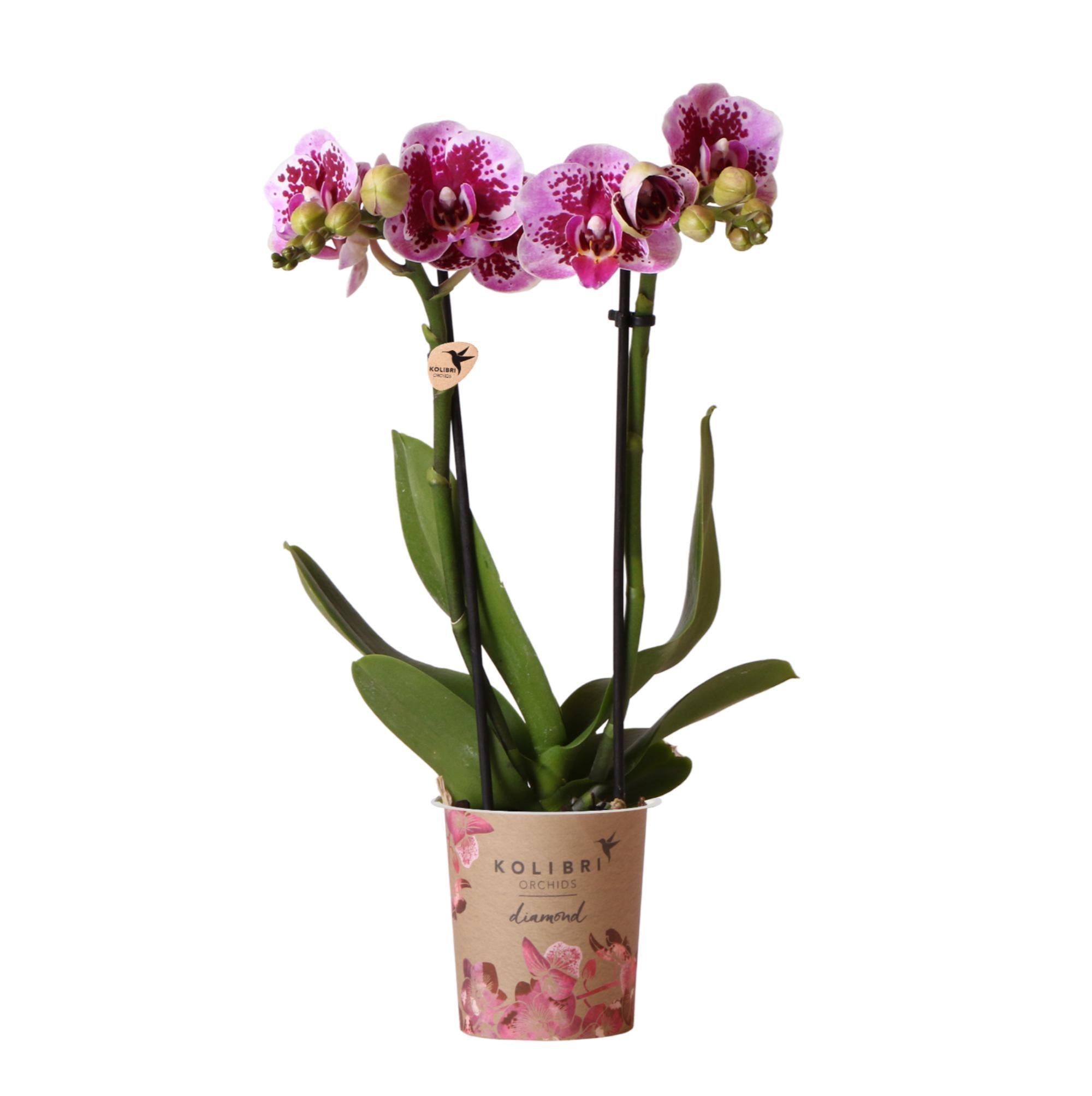 Everspring Roze paarse phalaenopsis orchidee - el salvador -ø9cm ↑↓f45cm | bloeiende kamerplant - vers van de kweker