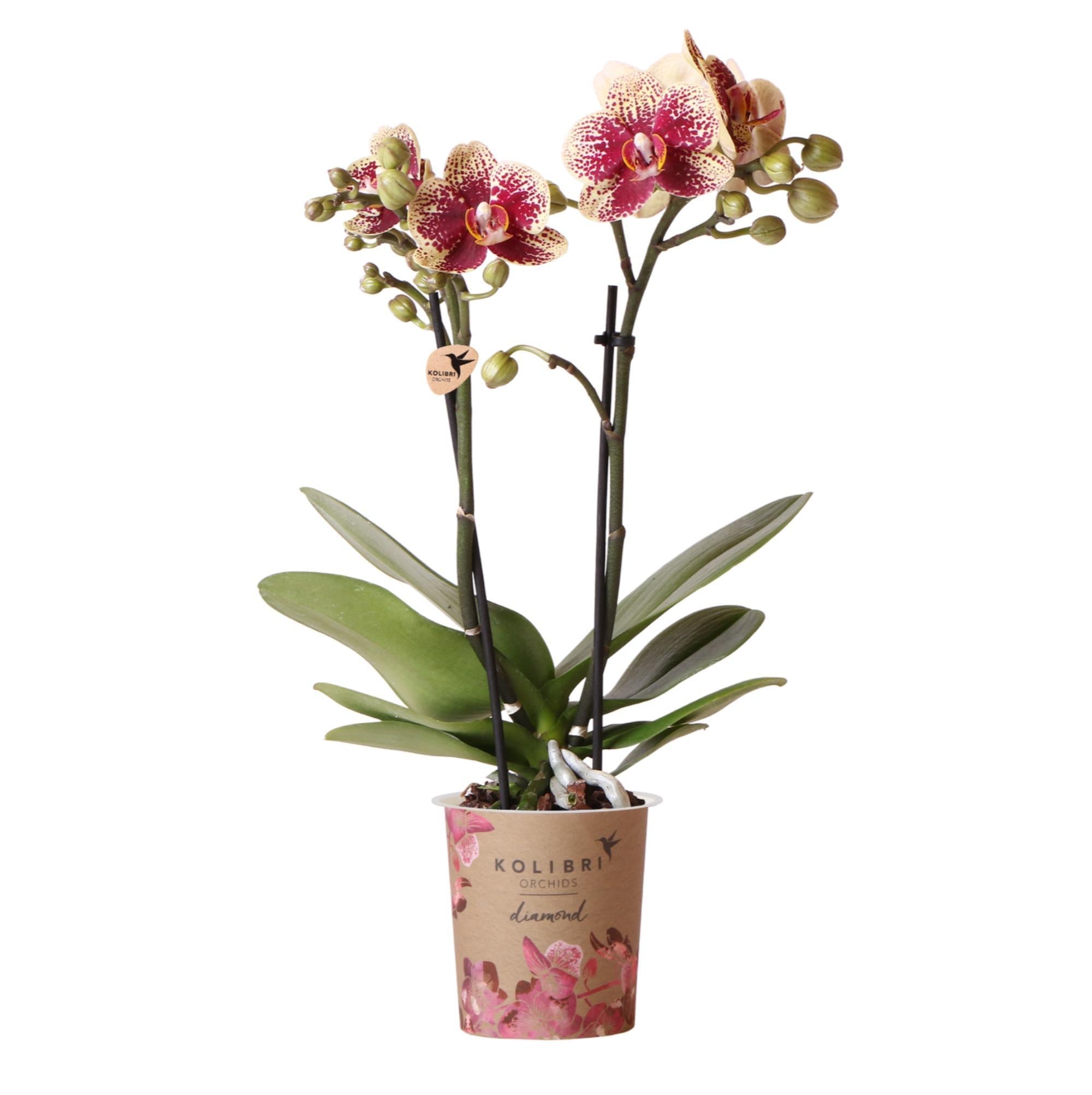 Everspring Geel rode phalaenopsis orchidee - spain - potmaat ø9cm | bloeiende kamerplant - vers van de kweker