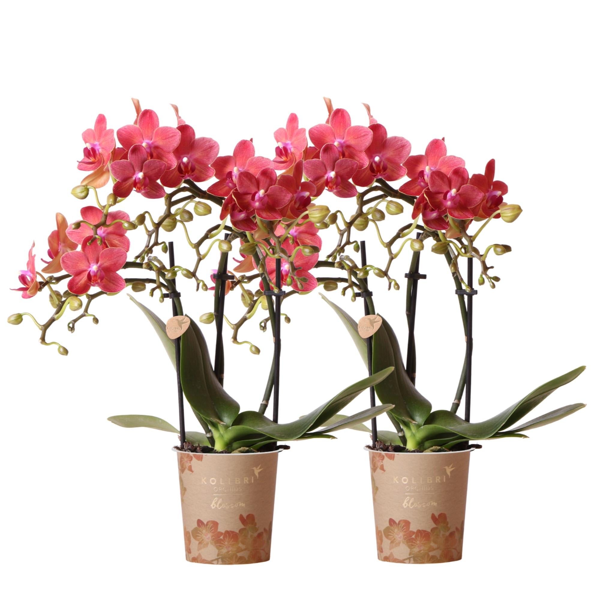 Everspring Combi deal van 2 rode phalaenopsis orchideeën - congo - potmaat ø9cm  bloeiende kamerplant - vers van de kweker