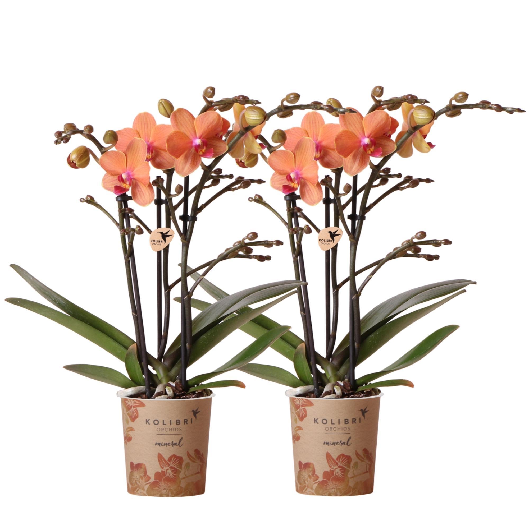 Everspring Phalaenopsis orchideeën - combi deal van 2 oranje- bolzano - potmaat ø9cm  bloeiende kamerplant - vers van de kweker