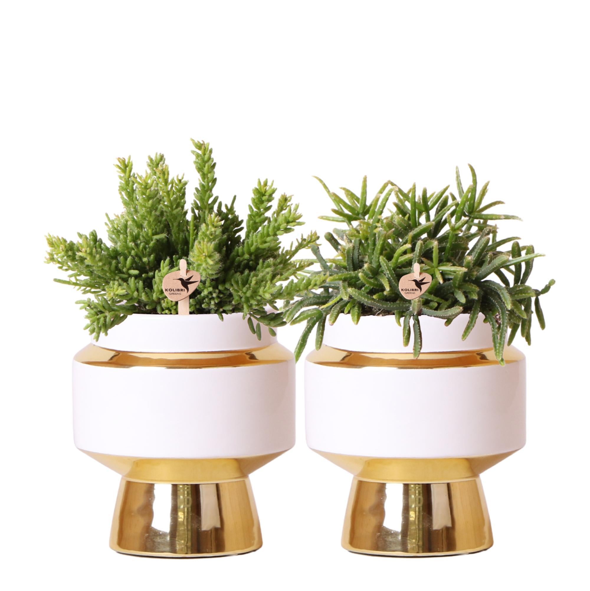 Everspring Rhipsalis set van 2 planten in gouden le chic sierpotten - keramiek  potmaat ø9cm