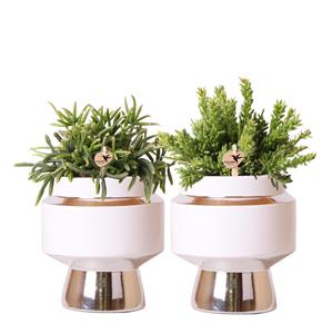 Everspring Rhipsalis set van 2 planten in zilveren le chic sierpotten - keramiek  potmaat ø9cm