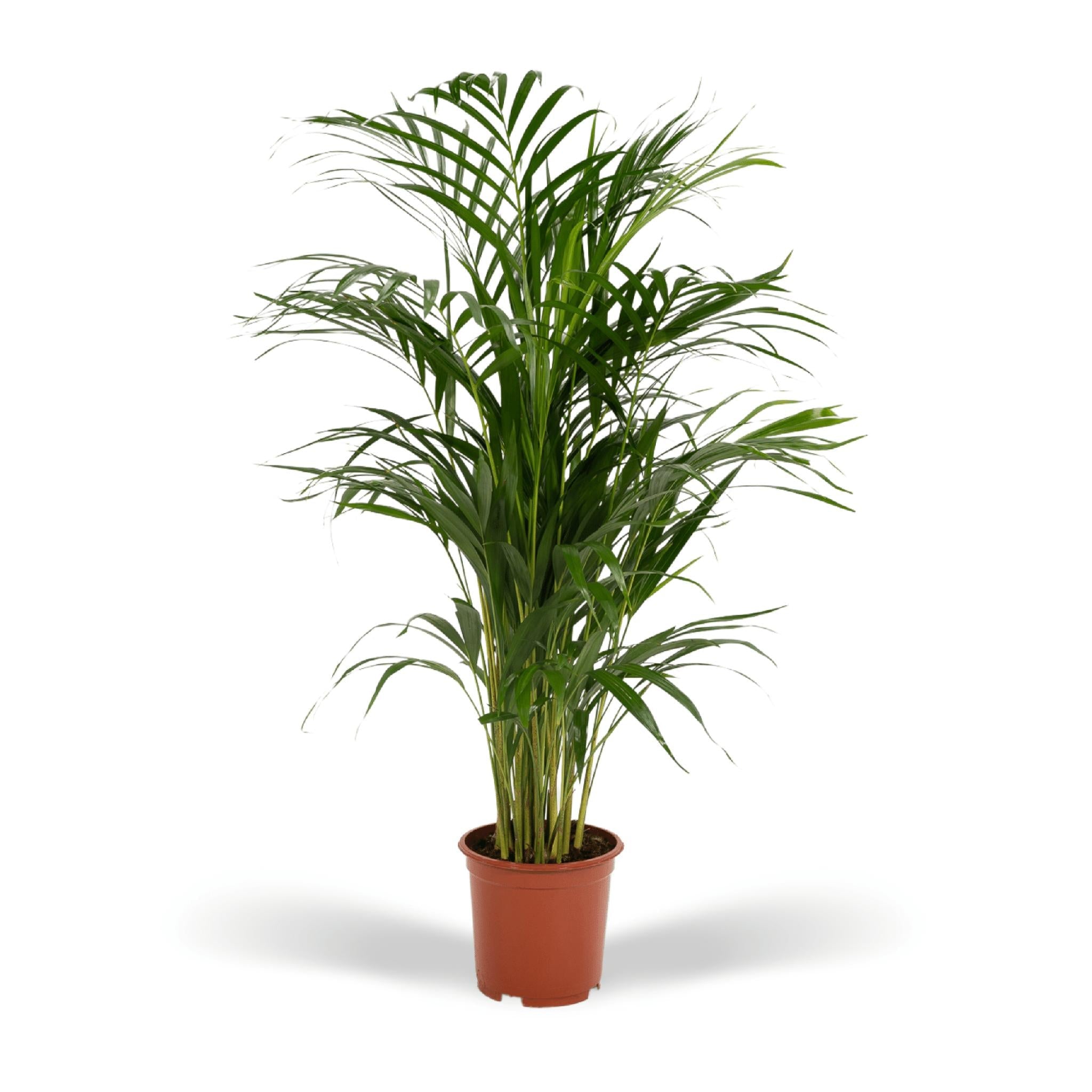 Everspring Areca palm - luchtzuiverende kamerplant ↨85cm - ø19cm