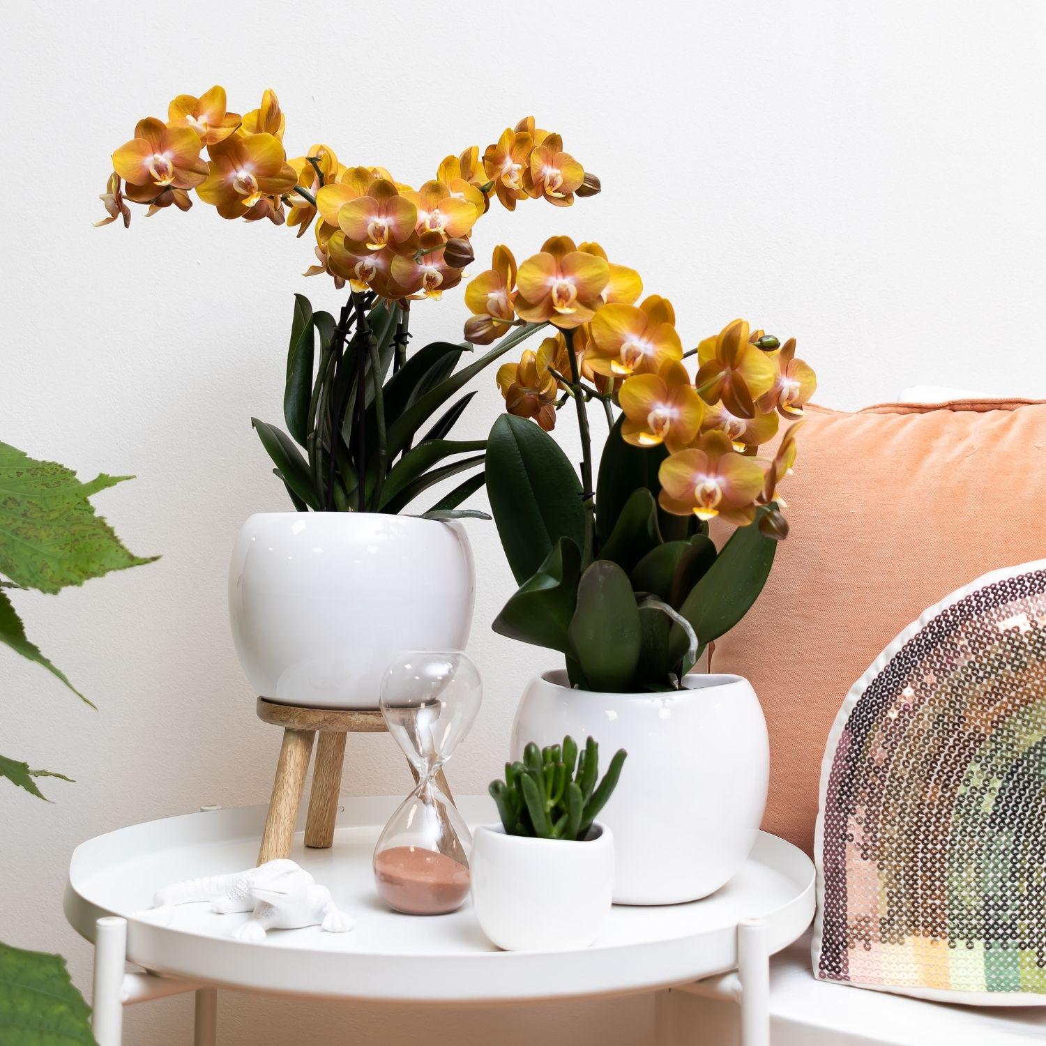Everspring Oranje gouden phalaenopsis orchidee - jewel las vegas - potmaat ø12cm - 40cm hoog |  bloeiende kamerplant – vers van de kweker