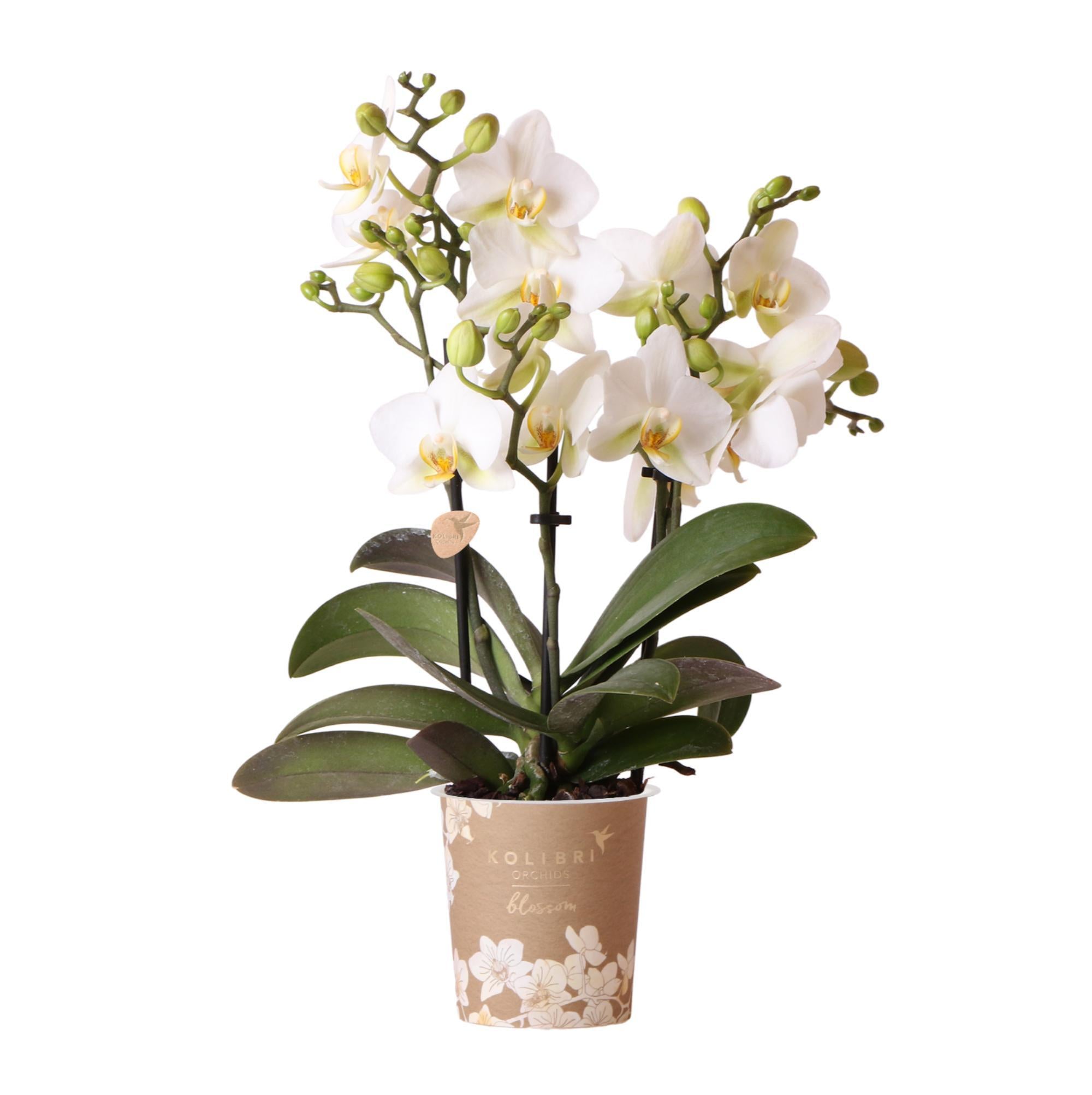 Everspring Kolibri orchids | witte phalaenopsis orchidee - lausanne - potmaat ø9cm | bloeiende kamerplant - vers van de kweker