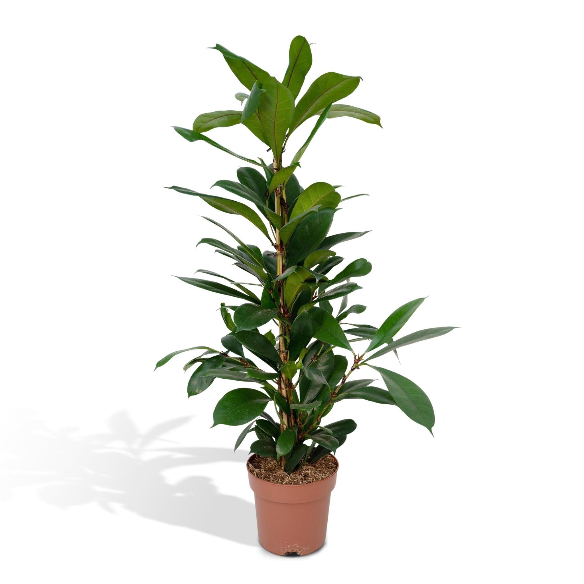Everspring Ficus cyathistipula ø17cm - ↑↓f30cm