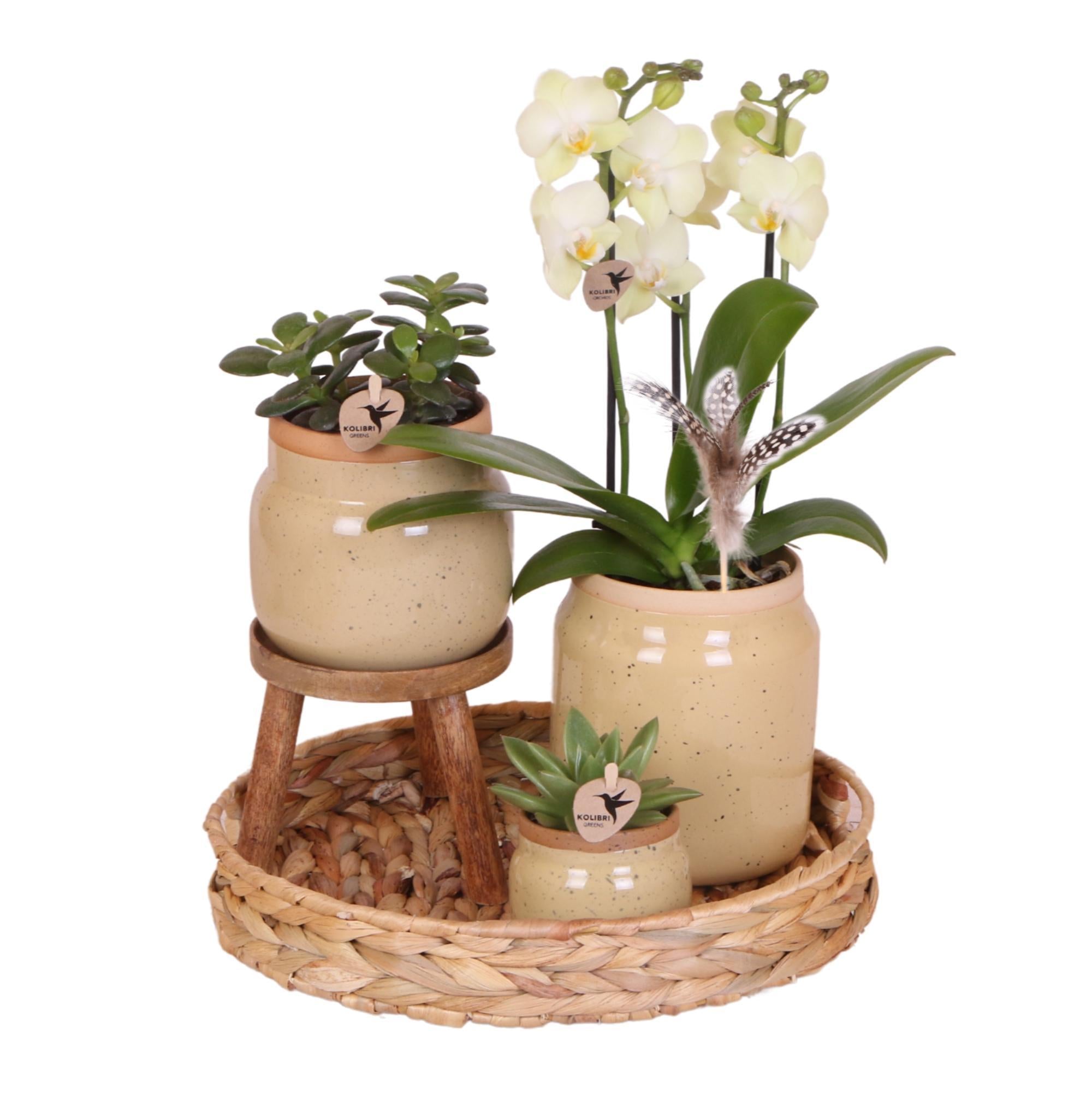Everspring Gele phalaenopsis orchidee - mexico - potmaat ø9cm | bloeiende kamerplant - vers van de kweker kolibri orchids | groene planten met gele phalaenopsis orchidee in vinta