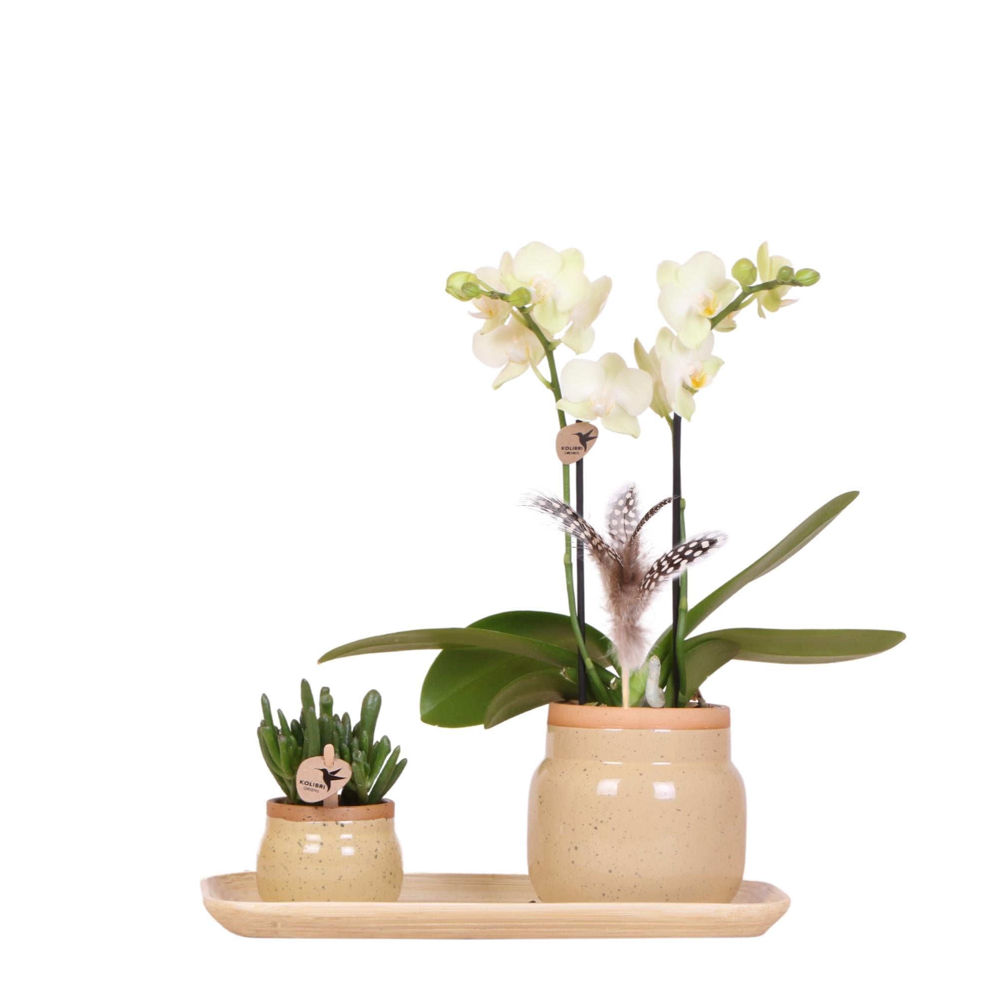 Everspring Groene plant met gele phalaenopsis orchidee in vintage khaki sierpotten en bamboe dienblad