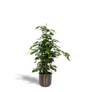 Everspring Ficus benjamina danielle - ø21cm - ↑↓f95cm  + pot mayk lead
