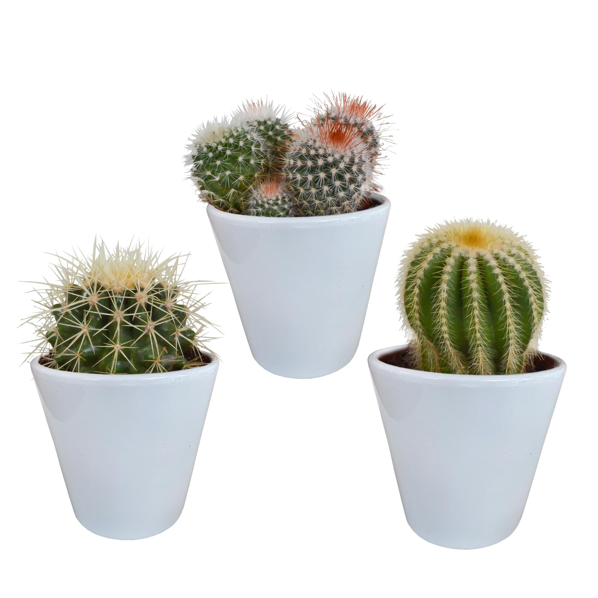Everspring Bolcactus mix 8,5 cm | 3 stuks bolcactus mix 8,5 cm | 3 stuks - in witte pot