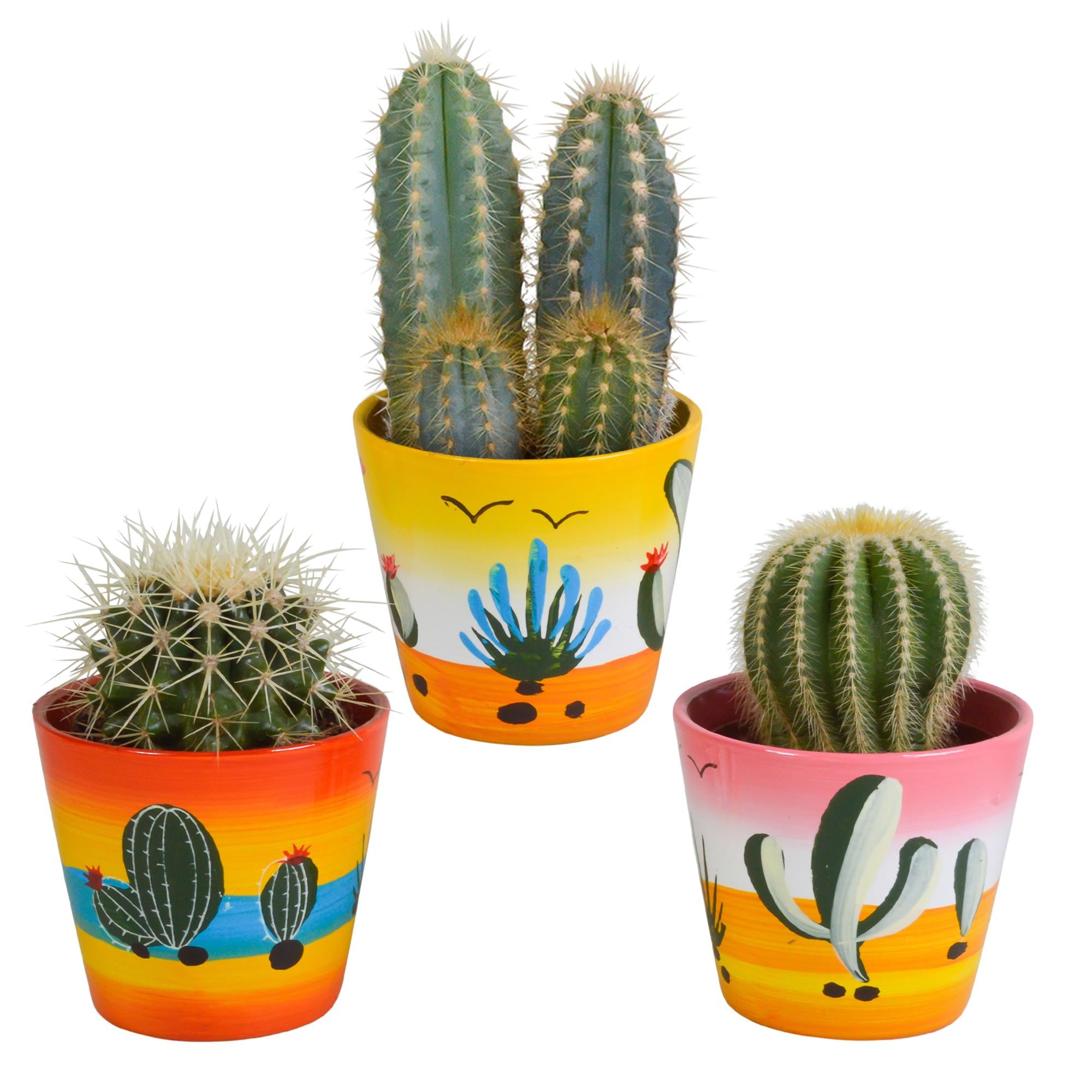 Everspring Cactus mix 8.5 cm cactus mix 8.5 cm - 3x - in mexicaanse pot