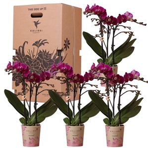 kolibriorchids Boîte surprise monochrome - boîte avantageuse pour les plantes - avec 4 orchidées différentes - fraîches de l'horticulteur - Kolibri Orchids