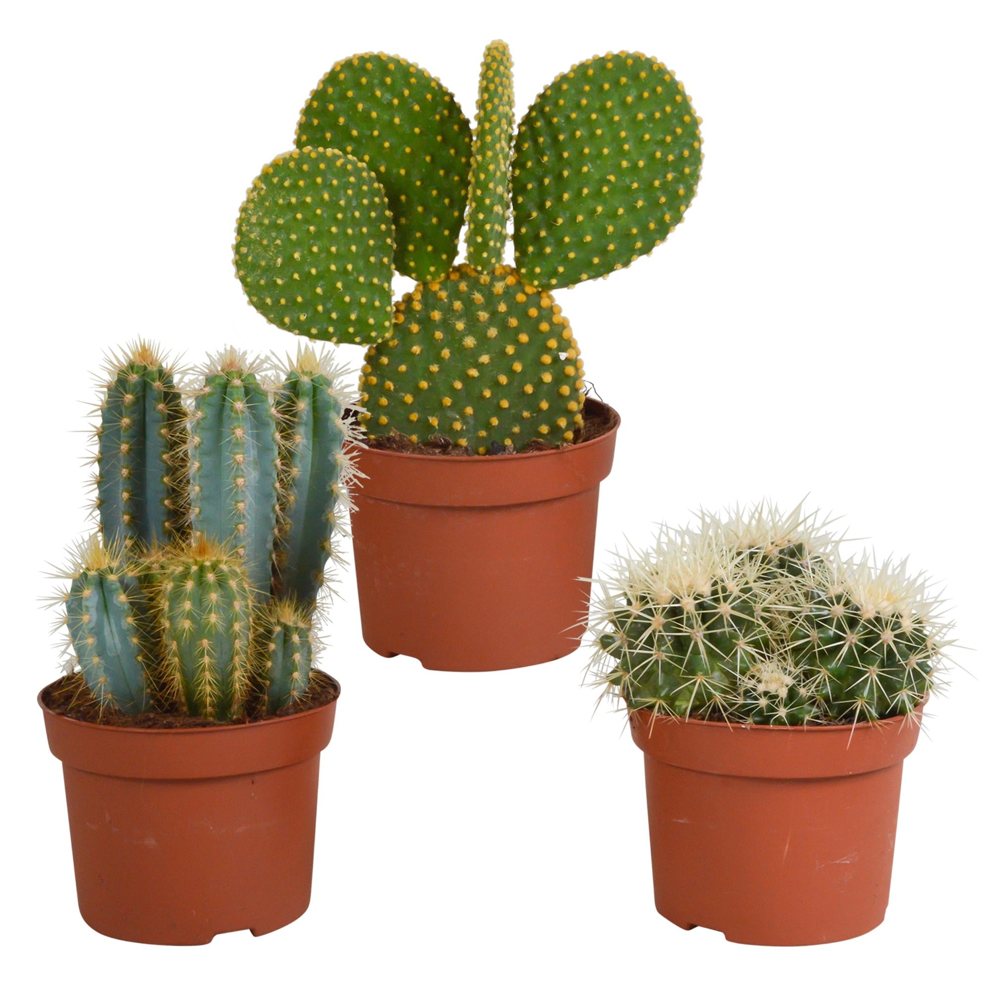 Everspring Cactus mix 10.5 cm cactus mix 10.5 cm - 3x - 12cm zonder pot