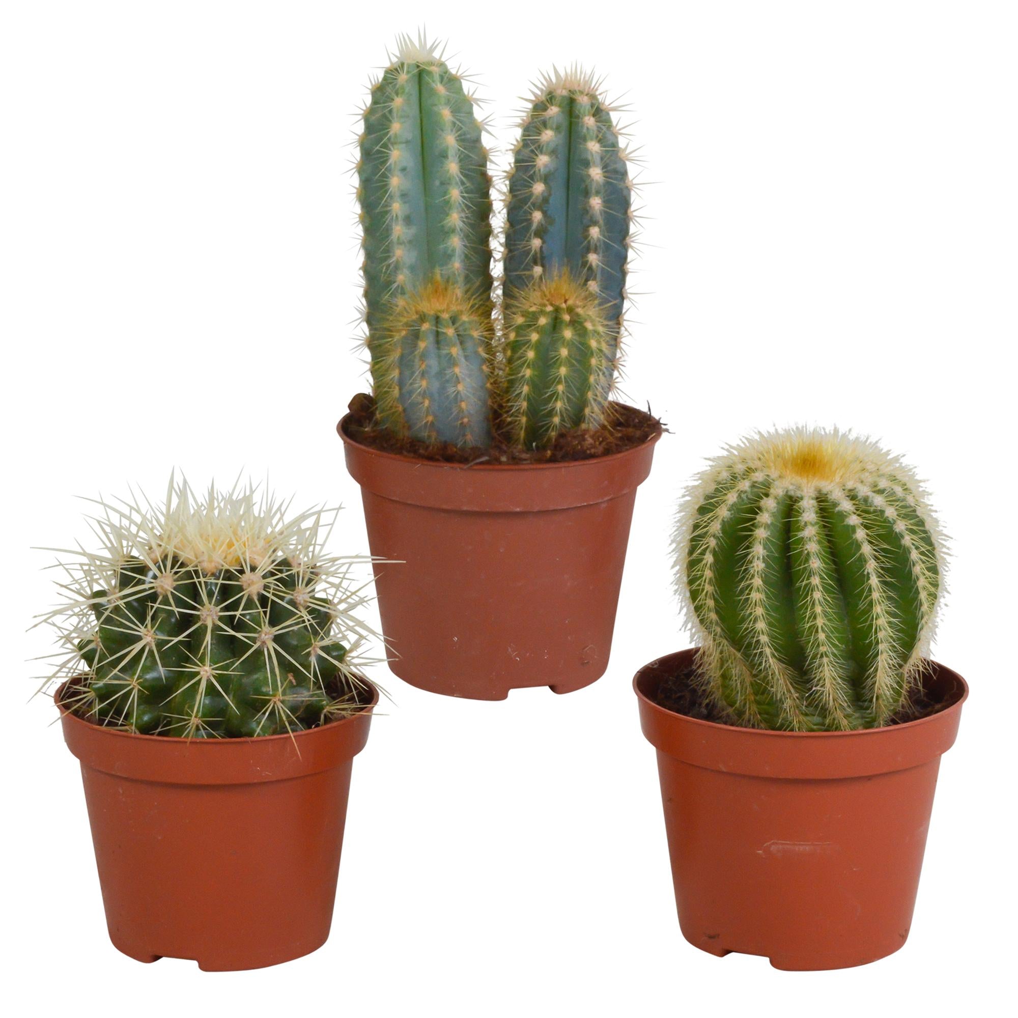 Everspring Cactus mix 8.5 cm cactus mix 8.5 cm - 3x - zonder pot