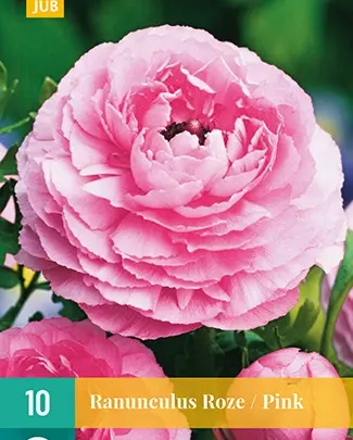 Jub Ranunculus roze/pink 10st