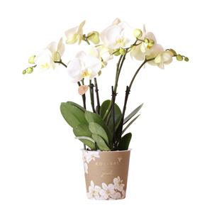 kolibriorchids Kolibri Orchids - Orchidée Phalaenopsis Blanche - Jewel Ghent - Taille du pot 12cm - Frais du producteur