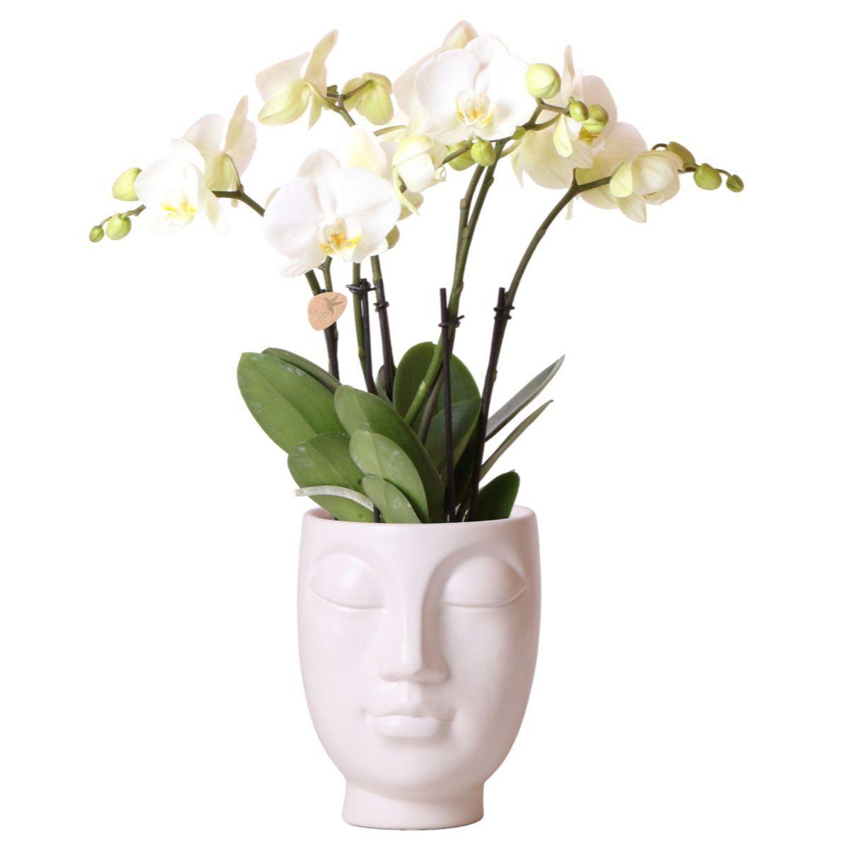 Everspring Kolibri orchids | witte phalaenopsis orchidee potmaat - jewel ghent - potmaat ø12cm | bloeiende kamerplant - vers van de kweker kolibri orchids | witte ph