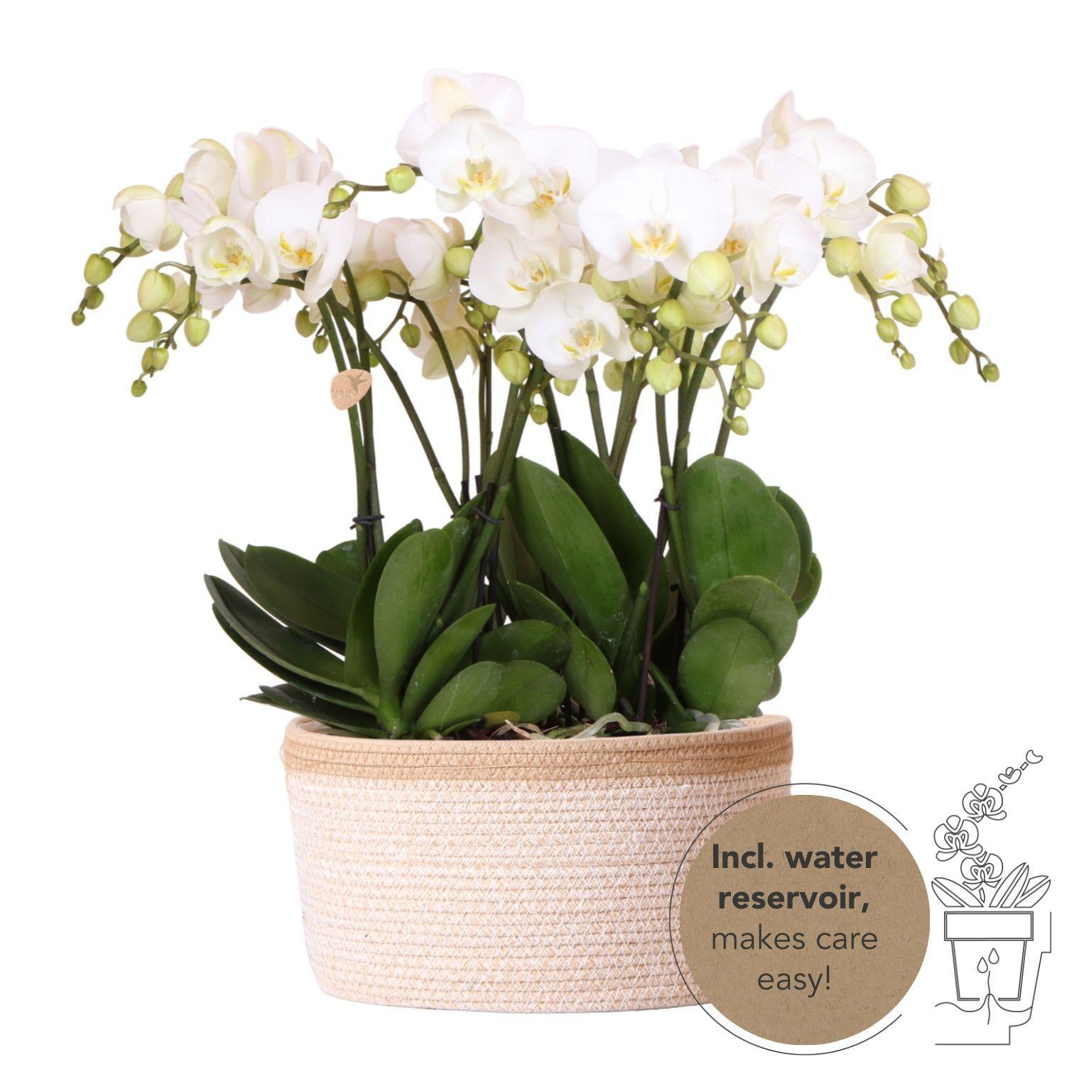 Everspring Witte phalaenopsis orchidee potmaat - jewel ghent - potmaat ø12cm | bloeiende kamerplant - vers van de kweker kolibri orchids | complete orchideeënset in cotton b