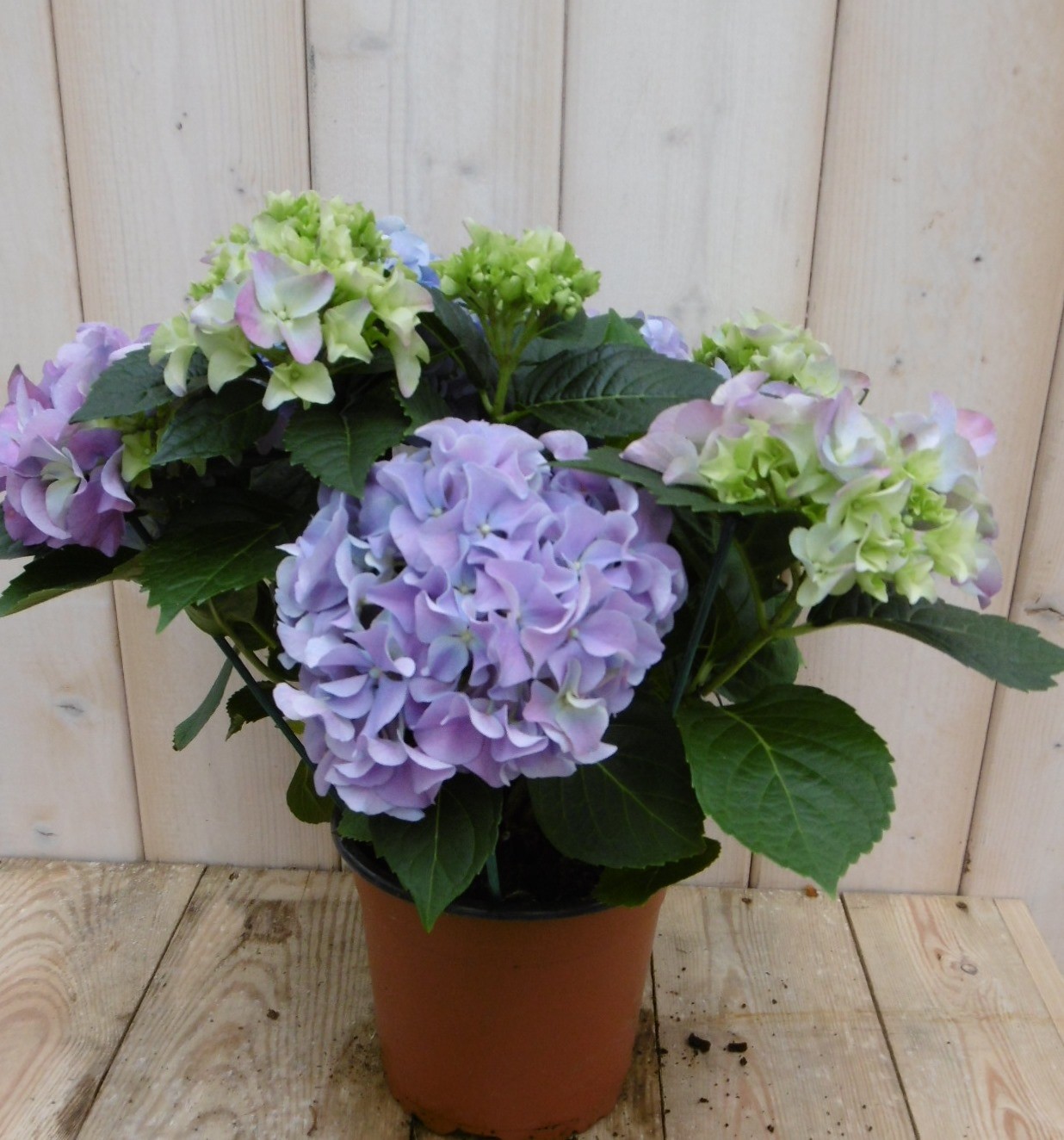 Warentuin Natuurlijk Hortensia Blauw 30 - 40 cm 4 tot 6 bloemen - 