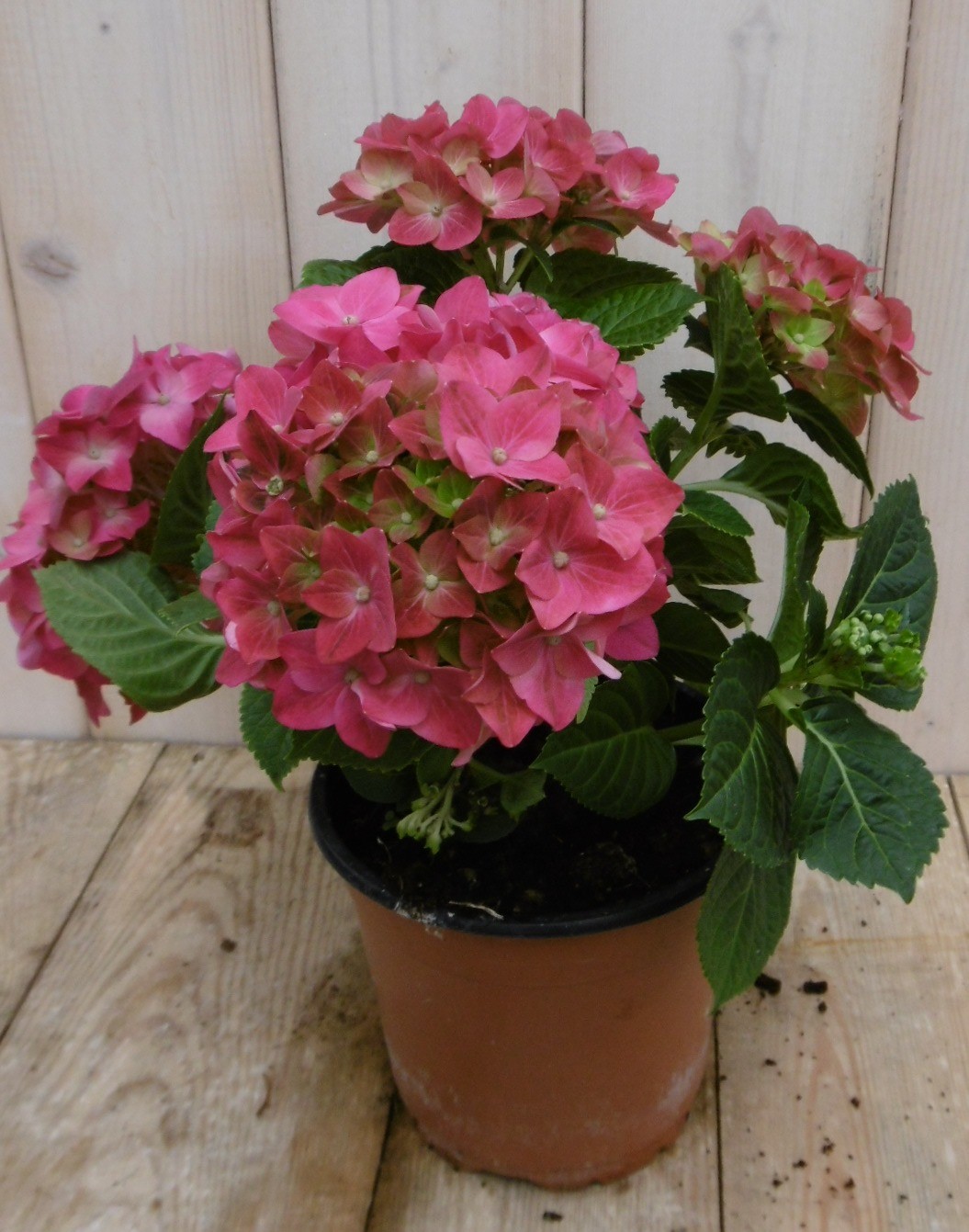 Warentuin Natuurlijk Hortensia Roze 30 - 40 cm 4 tot 6 bloemen - 