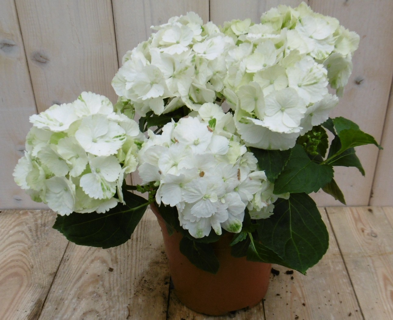 Warentuin Natuurlijk Hortensia Hydrangea Wit 30 - 40 cm 4 tot 6 bloemen - 