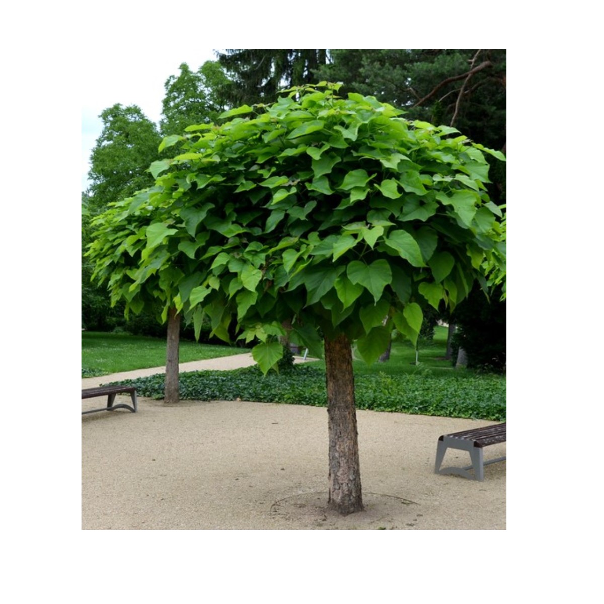 Tuinplant.nl Groene trompetboom op stam
