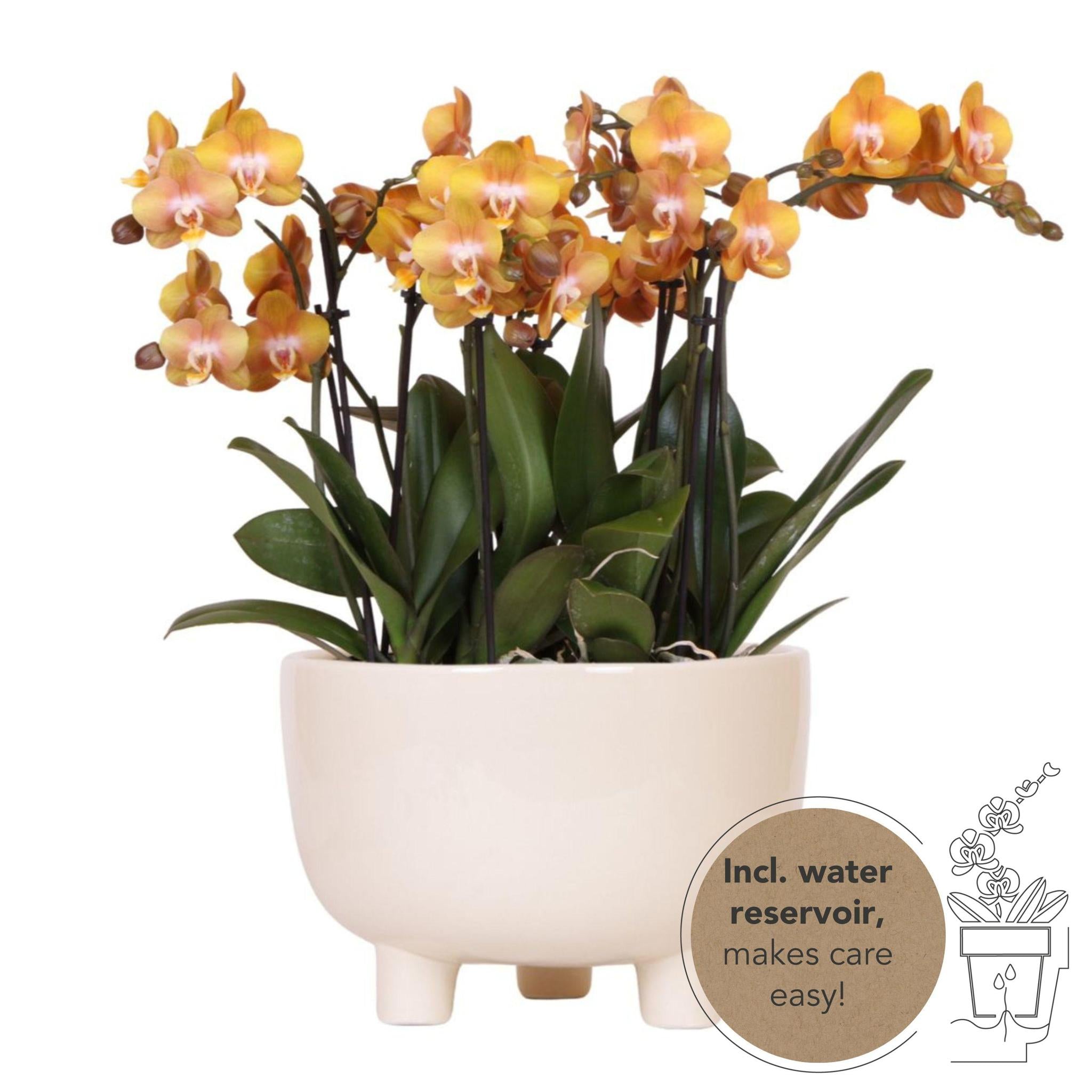 Everspring Oranje gouden phalaenopsis orchidee - jewel las vegas - potmaat ø12cm | bloeiende kamerplant - vers van de kweker kolibri orchids | oranje plantenset in gummy dish inc