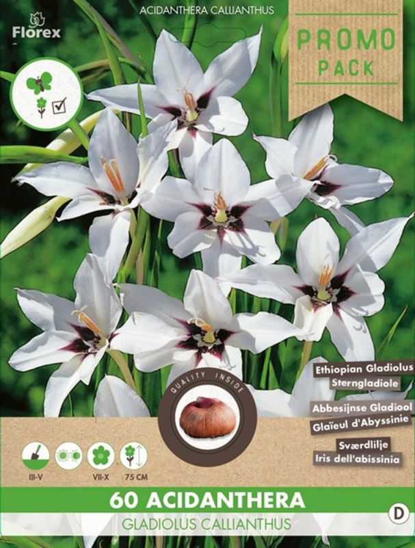 Florex Acidanthera Gladiolus callianthus Gladiolus callianthus - Bloembollen - Wit - 60 stuks