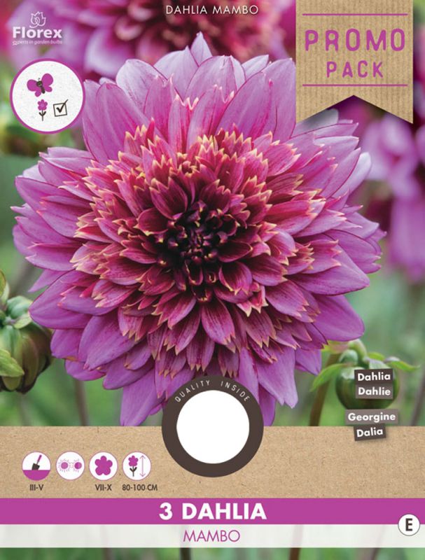 Florex Dahlia Anemone Flowering Mambo - Bloembollen - Paars/Roze - 3 stuks