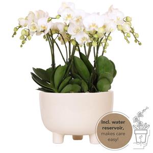 Everspring Kolibri orchids | witte phalaenopsis orchidee potmaat - jewel ghent - potmaat ø12cm | bloeiende kamerplant - vers van de kweker kolibri orchids | witte pl