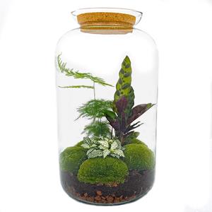 Diy terrarium - botanical sven xl - ↑↓f 43 cm diy terrarium - botanical sven xl - ↑↓f 43 cm - normal