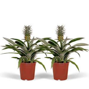 Everspring Ananasplant duo bromelia - luchtzuiverend - in dit pakket zitten 2 planten ø12cm ↑↓f30cm