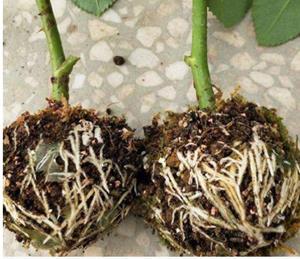 Decoflorall Ent, stek en bewortelbol per 5 stuks vermeerderingsbollen S 5 cm voor houtige gewassen