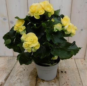 Warentuin Natuurlijk Kamerplant Begonia dubbelbloemig geel - 