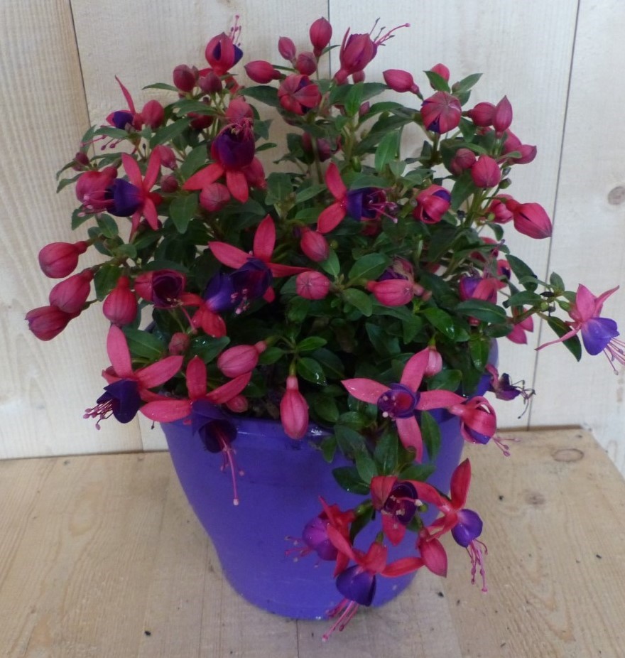 Fuchsia in grote pot donker roze varianten - 
