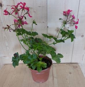 Warentuin Natuurlijk 3 stuks! Oostenrijkse geranium hangplant roze - 