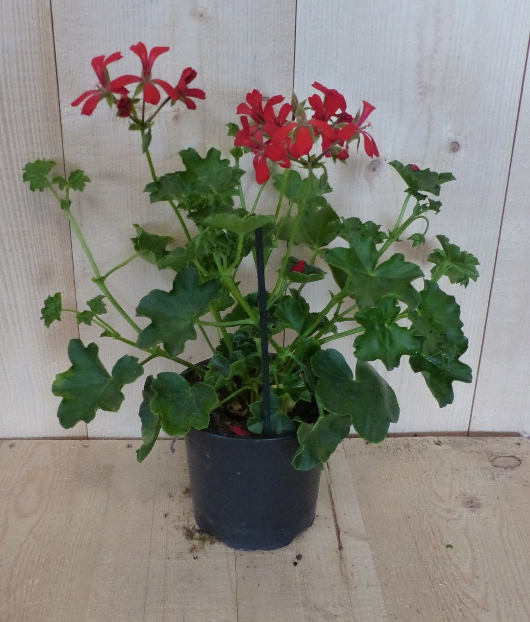 Warentuin Natuurlijk 3 stuks! Oostenrijkse geranium hangplant rood - 