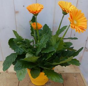 Warentuin Natuurlijk Patio Gerbera geel in grote pot - 