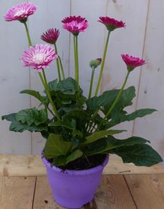 Warentuin Natuurlijk Patio Gerbera roze in grote pot - 