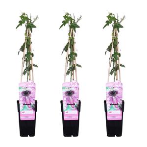 Everspring Passiflora 'purple haze' - ↨65cm - ø15 3x - passiflora 'purple haze' - ↨65cm - ø15