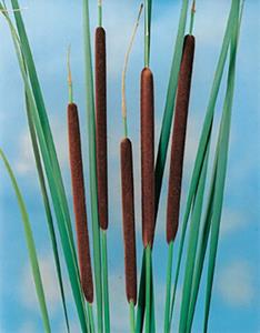 Moerings 2 stuks! Typha angustifolia potmaat P9 - 