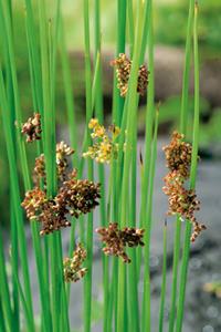 Moerings 2 stuks! Juncus effusus Spiralis potmaat P9 - 