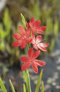 Moerings Moerasgladiool Schizosylis coccinea P18 - 